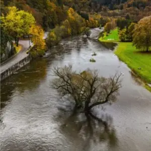 Arbre-noyer-Bouillon