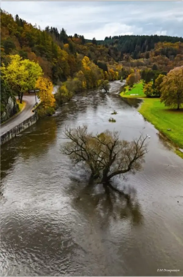 Arbre-noyer-Bouillon